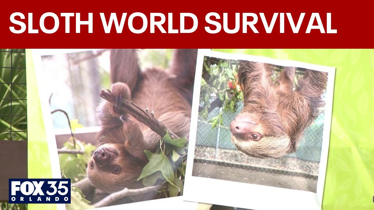 Florida sloth import ban follows deaths tied to Sloth World