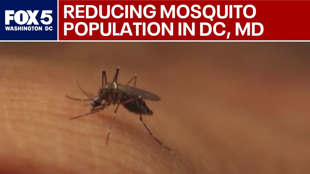 600K non-biting mosquitoes to be released in DC, Maryland 