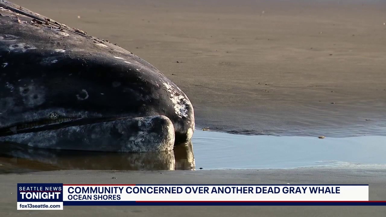 Washington whale deaths: 17th discovery follows record April