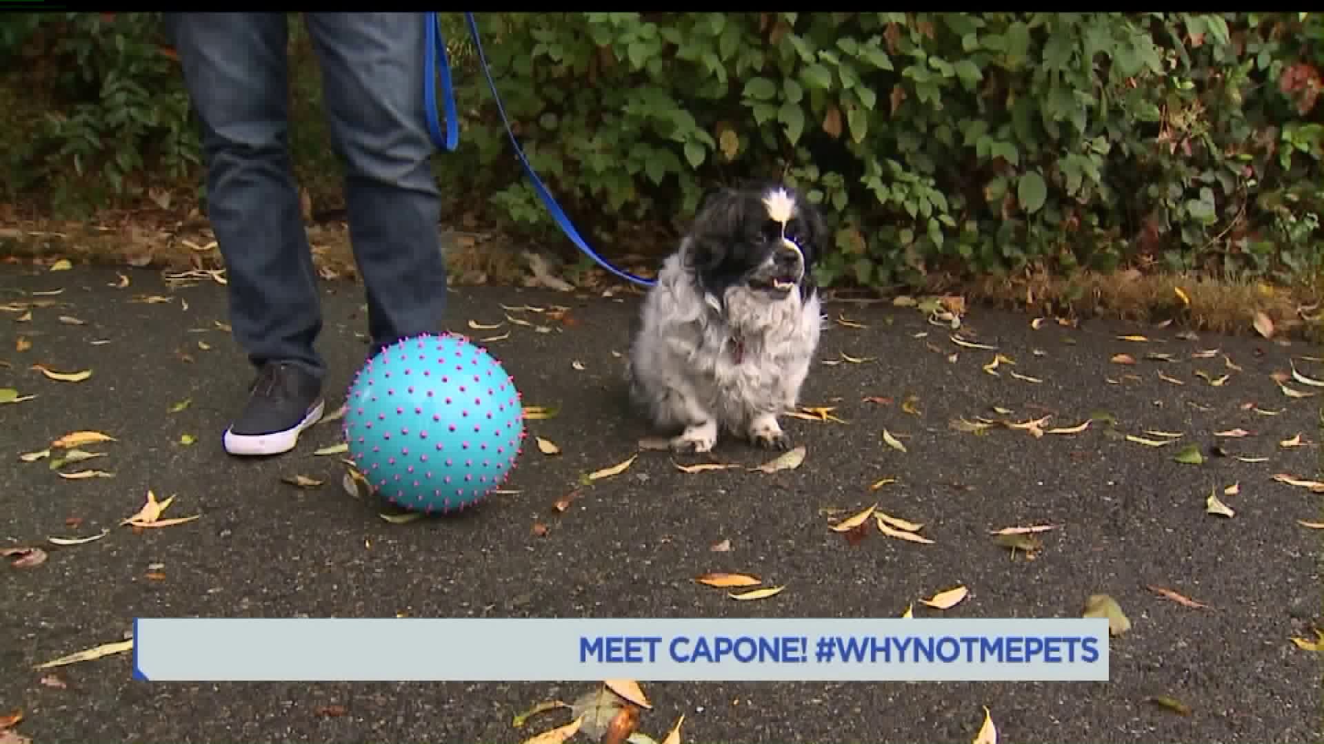 Meet Capone! #WhyNotMePets