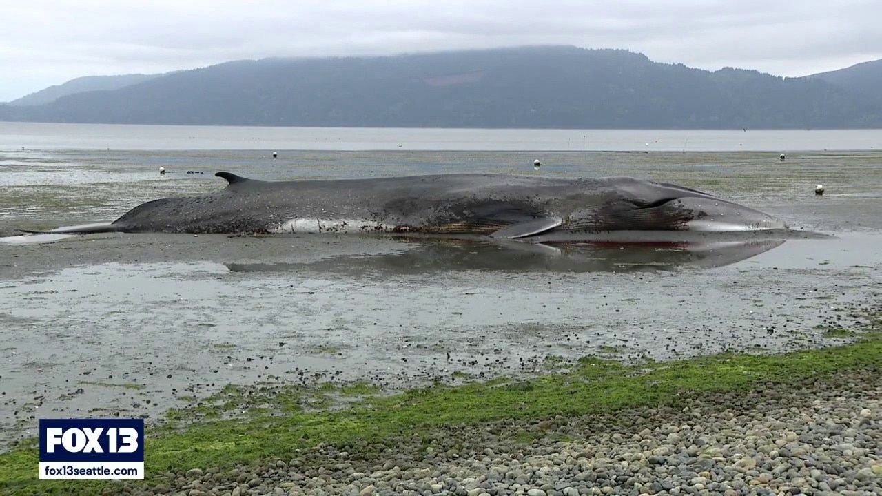 Rare fin whale grounds in shallow Skagit Valley tidal flats