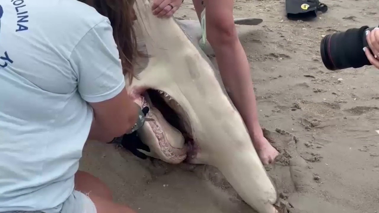 Great hammerhead shark found dead on North Carolina beach