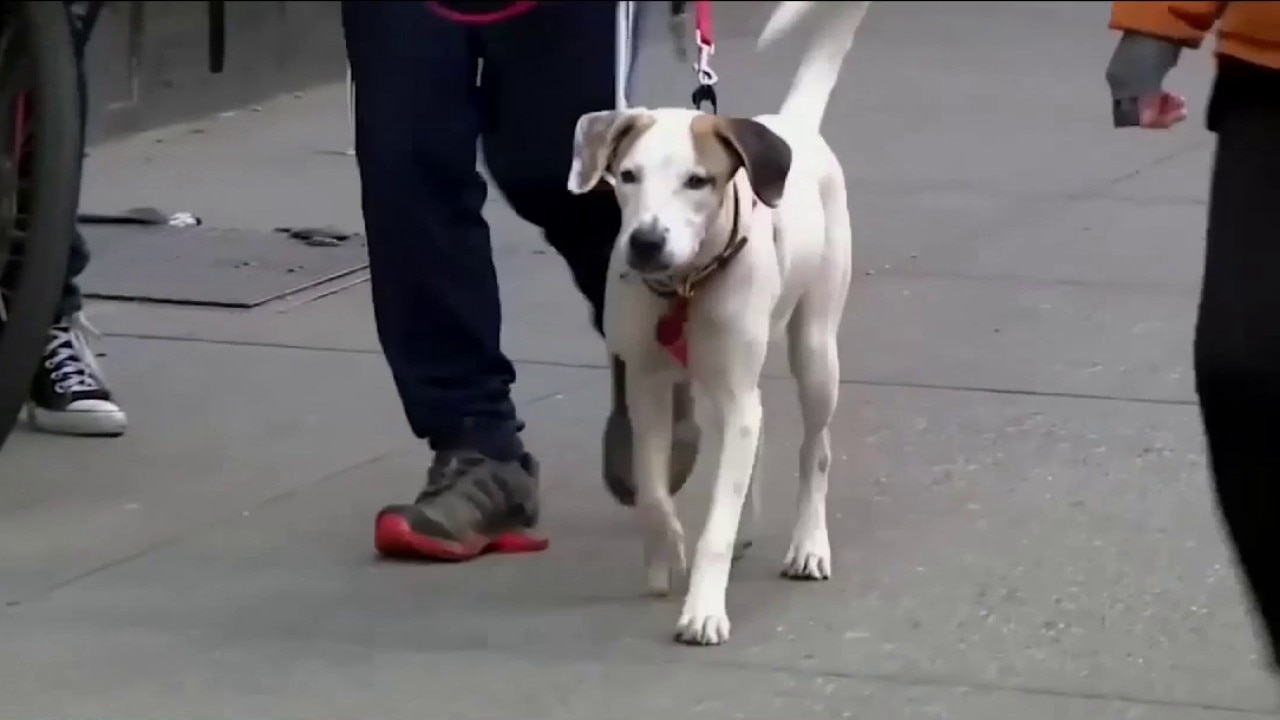 Pet-related costs expected to increase 15%