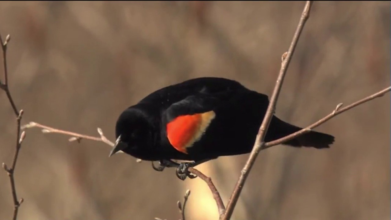 Why red-winged blackbirds keep dive-bombing people across Chicagoland