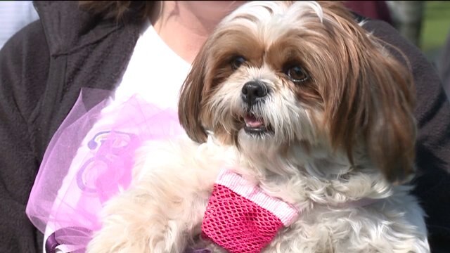PUPPIES! Dogs & their humans hit the pavement for the Humane Society