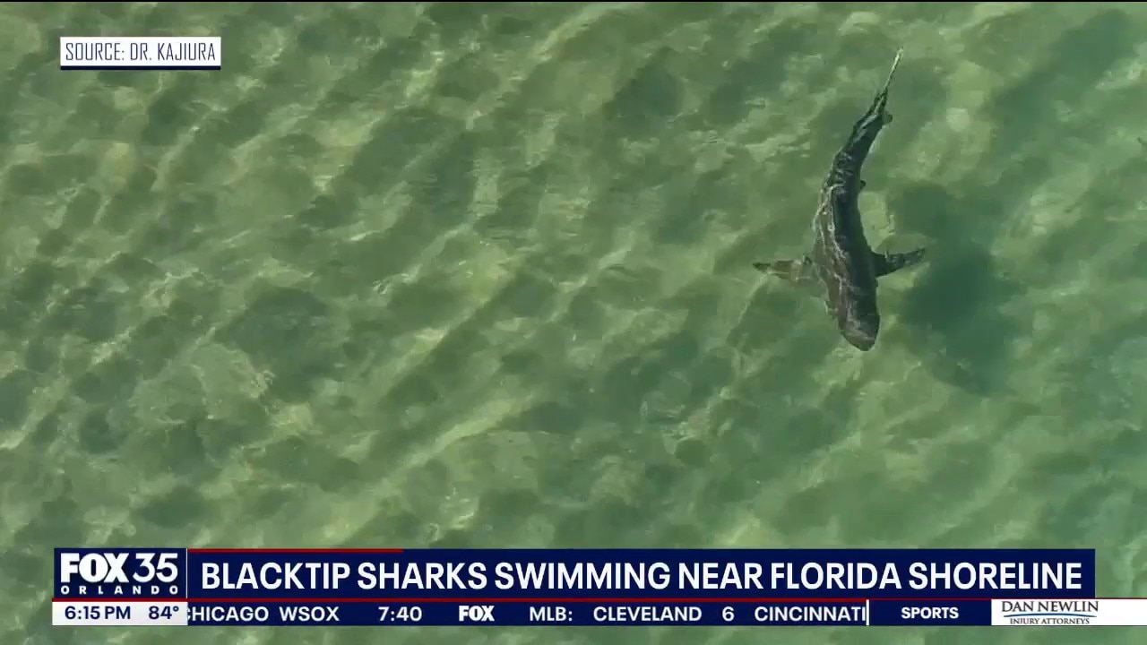 Warmer waters keep blacktip sharks near Florida beaches longer