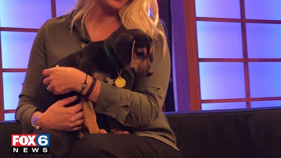 Adopt-a-Pet November 15