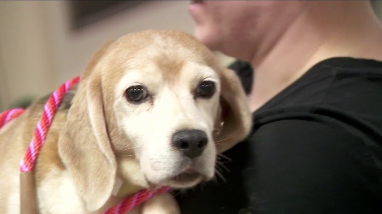 More rescued beagles arrive in Twin Cities from Ridglan Farm