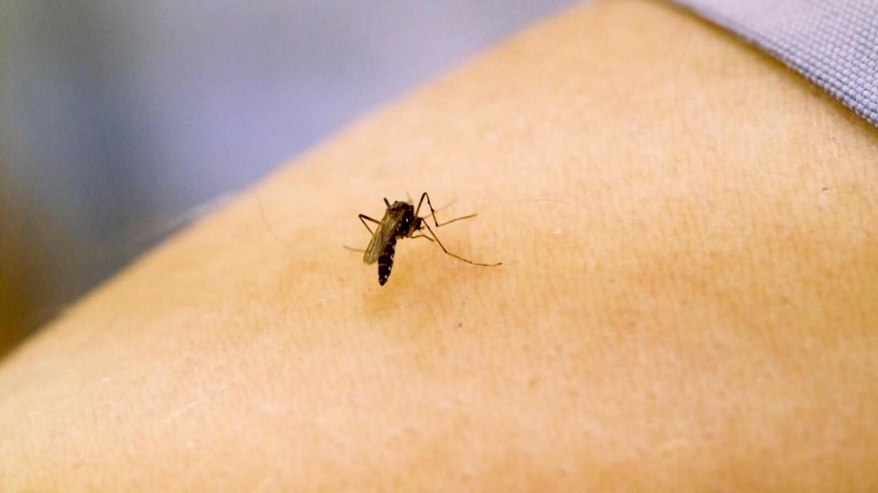 Carolinas brace for bug boom with more warm, wet weather