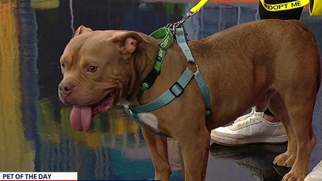 Pet of the day: Vanelli