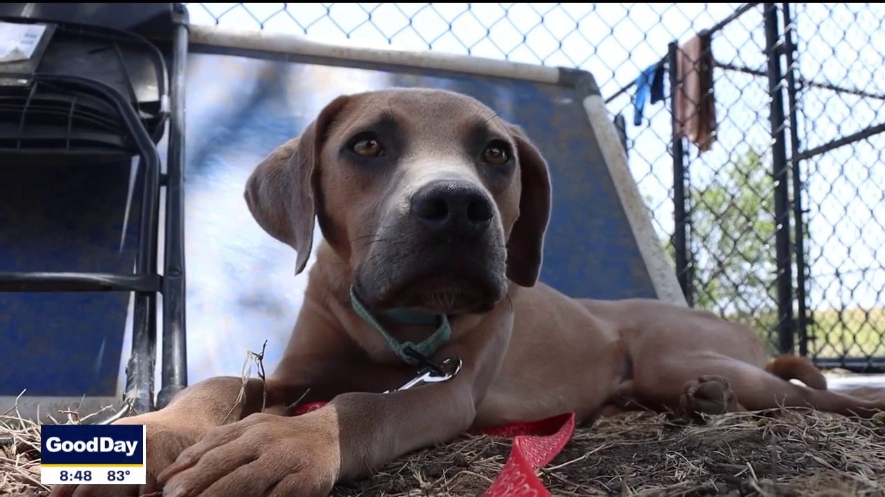Dog of the Day: Boone