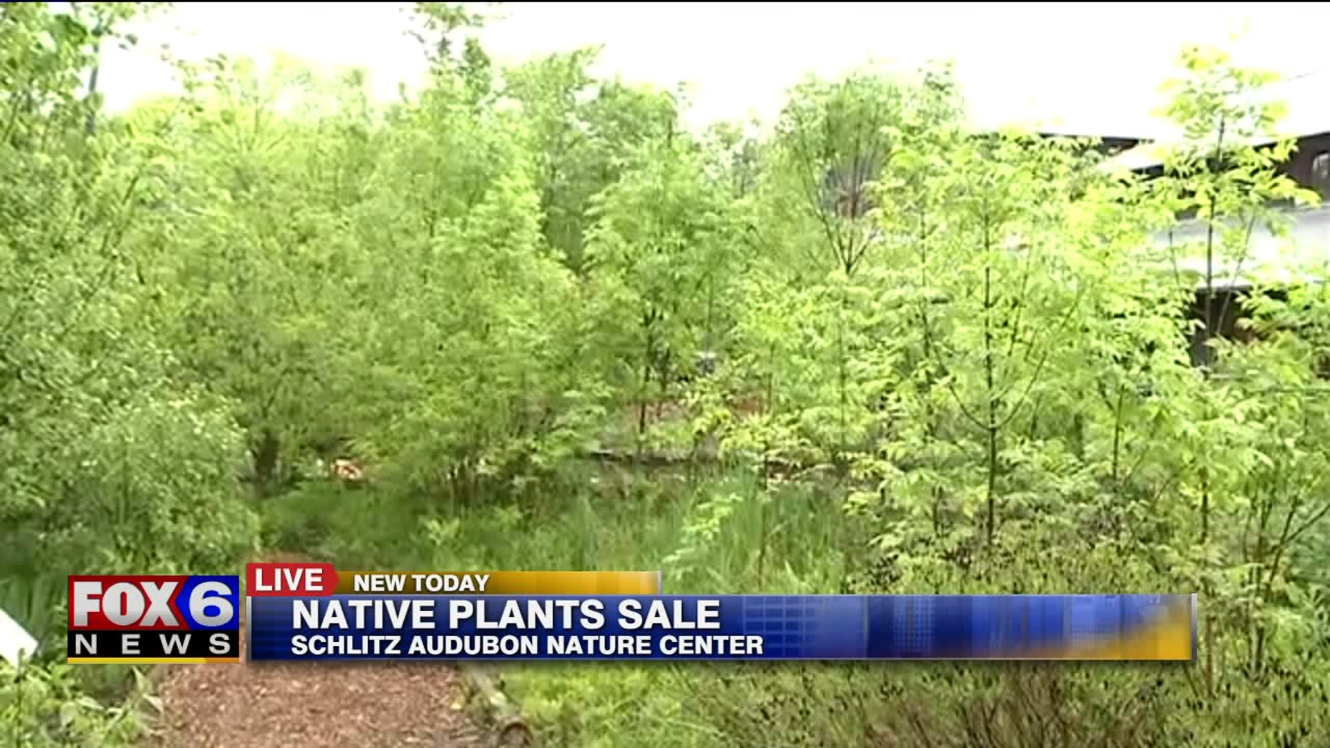 Native plants sale