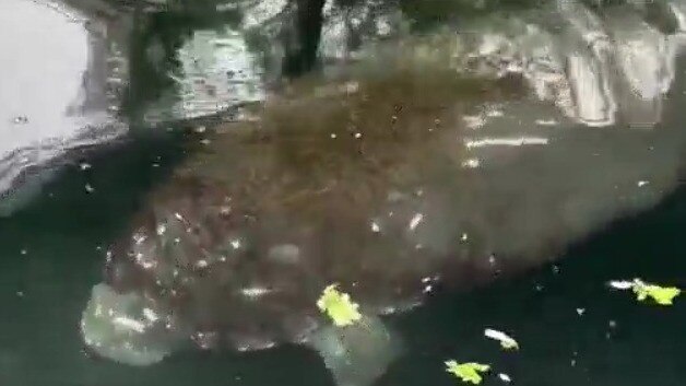 Manatees impacted by cold weather