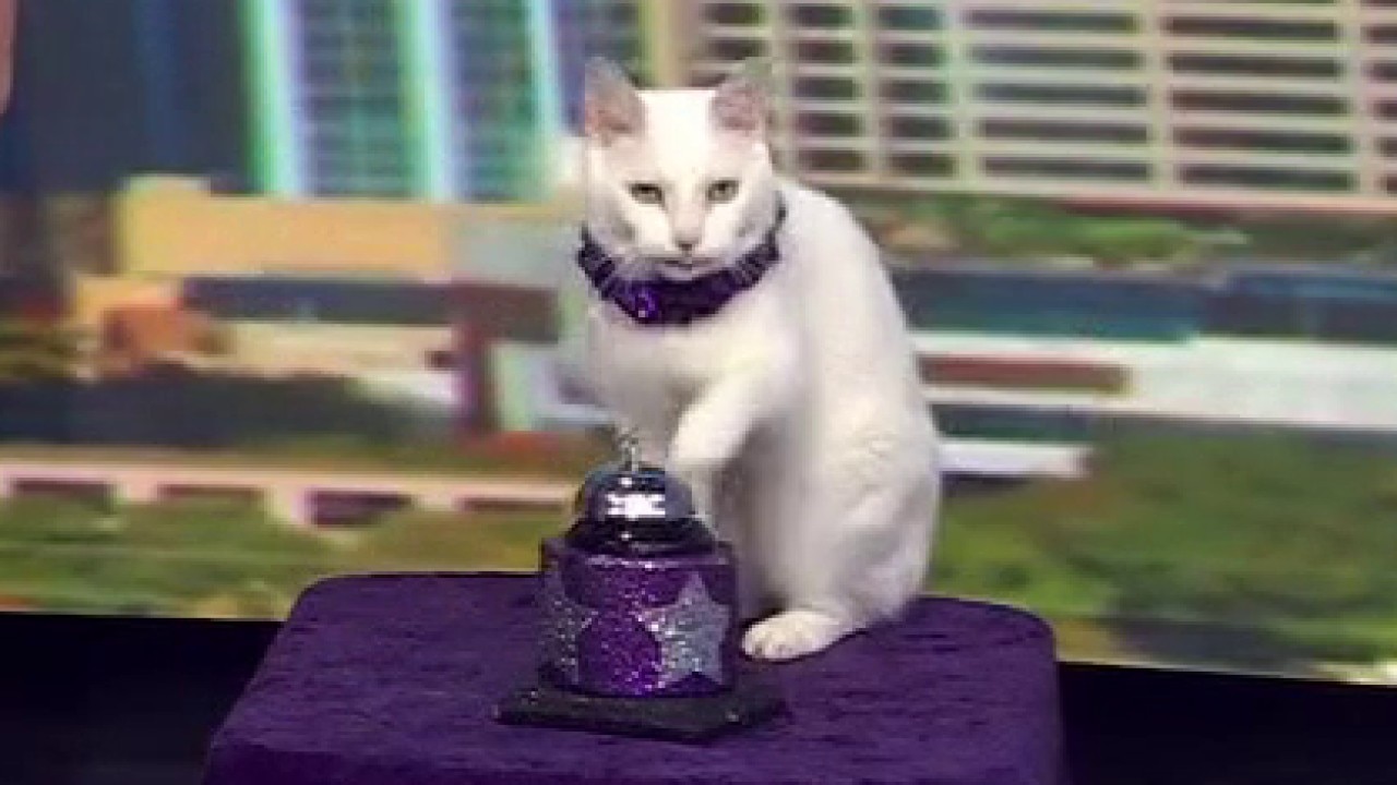 The Amazing Acro-Cats! at Rollins Theatre