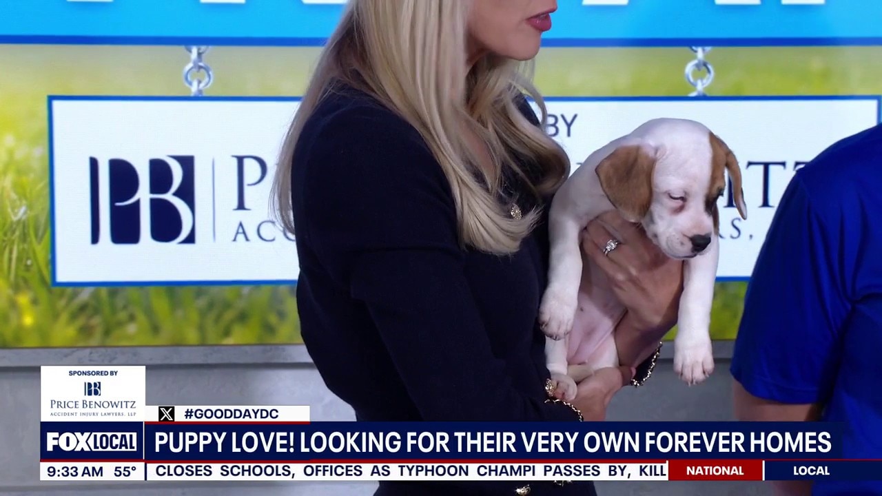 Puppy Love! Looking for their very Own Forever Homes