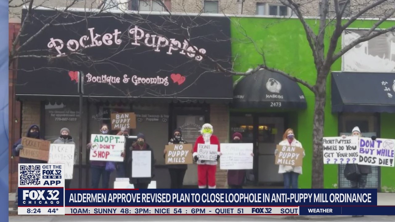 Aldermen, activists look to eliminate puppy mills by closing loophole in city ordinance