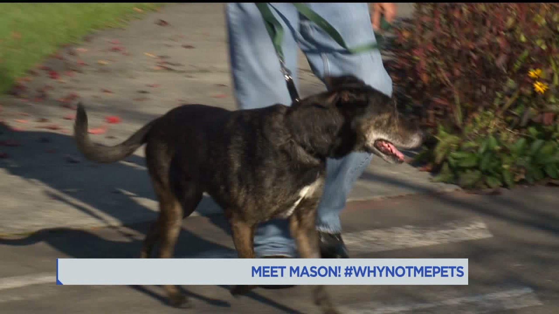 Meet Mason #WhyNotMePets