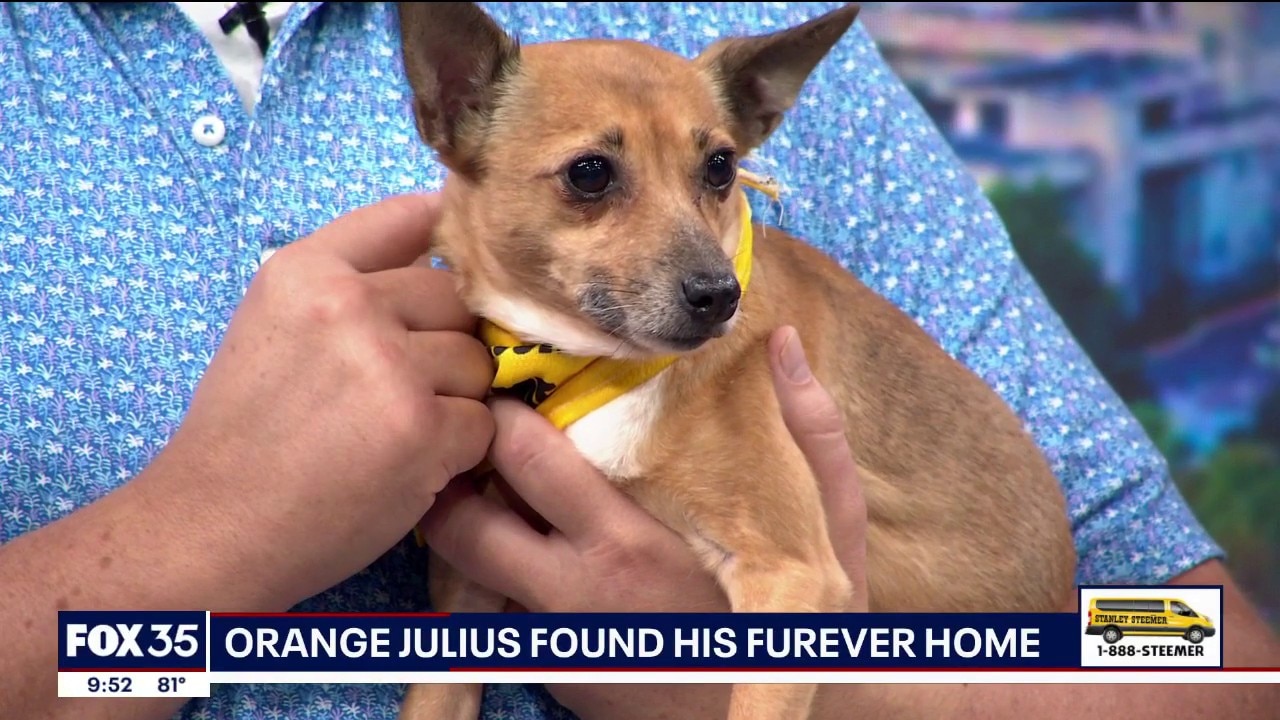 Adopt-A-Pet: Meet Dahlia