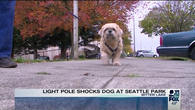 Light pole shocks dog at Seattle park