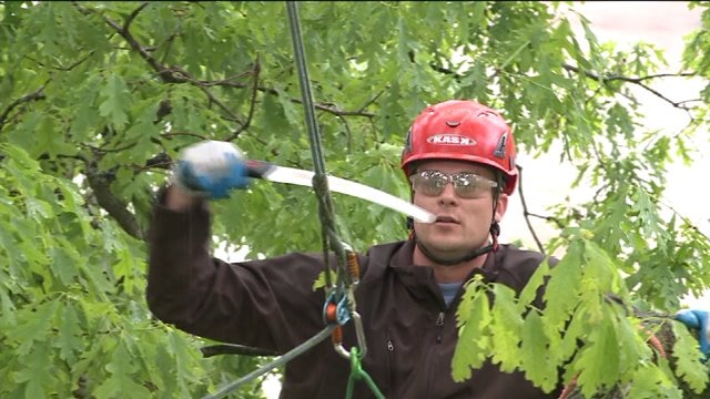 Chip learns about safety concerns involved with trimming trees