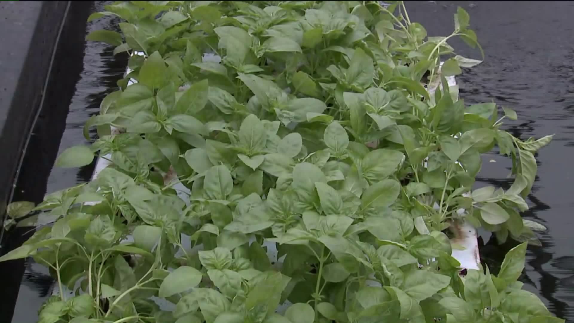 What is Central Greens?