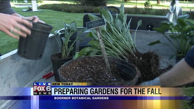 Laura learns how to divide Hosta