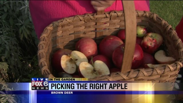 Our bagged apples are a success even if our plums were not
