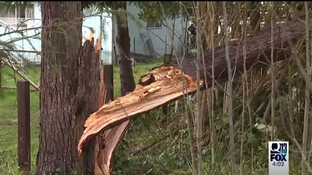 Wind downs trees, causes power outages around Western Washington