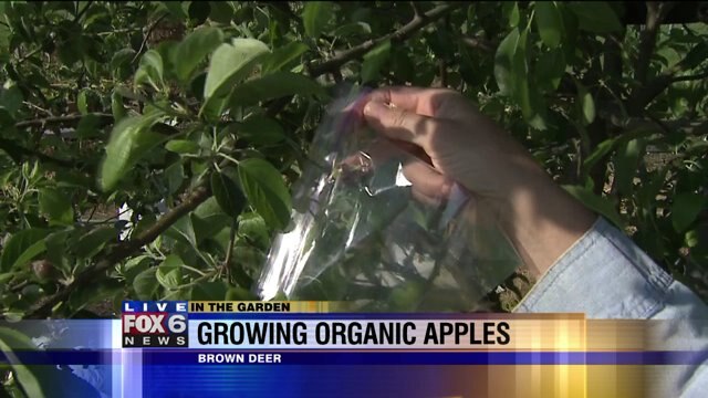 Growing organic apples