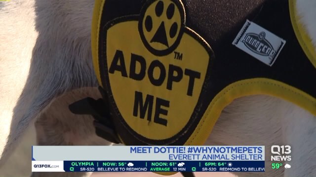 #WhyNotMe pets from the Everett Animal Shelter