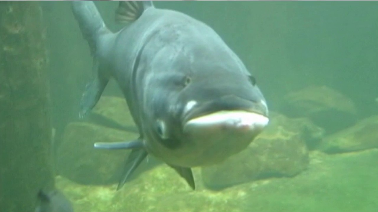 Pritzker pushes back as Trump threatens funding over Asian carp project