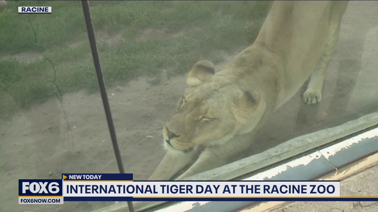 International Tiger Day at the Racine Zoo