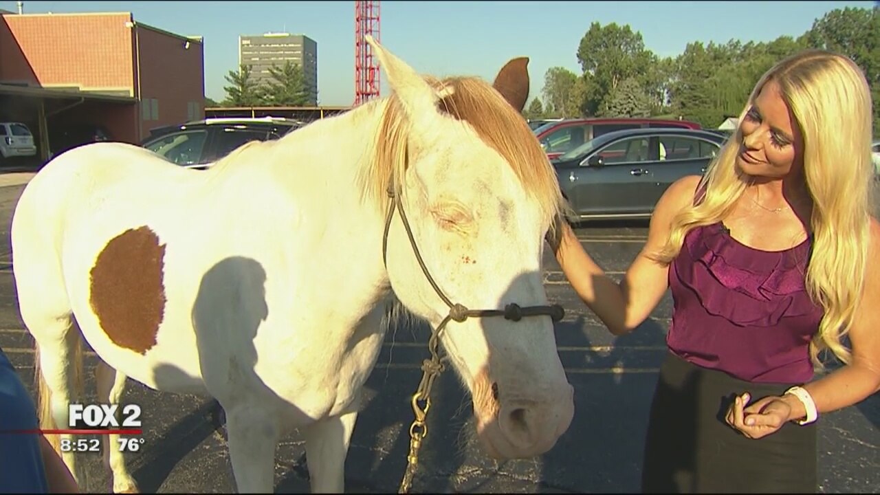 Horses Heal Hearts brings peace to families in need