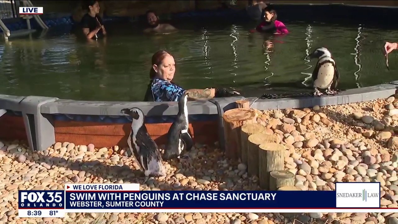 Swim with penguins at Chase Animal Sanctuary