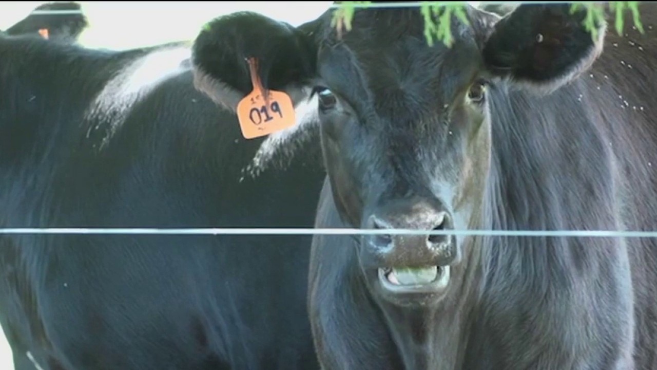 Trump wants to import more foreign beef from Mexico  