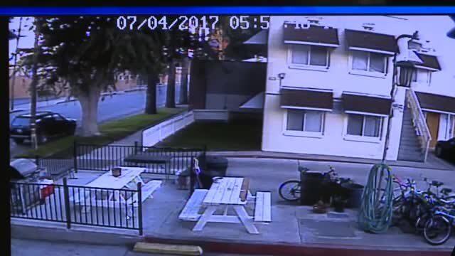 Mountain lion crashes through window