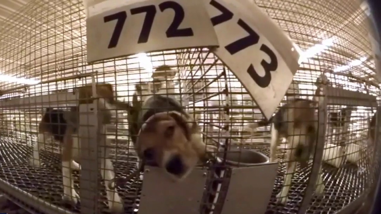 Ridglan beagle rescue signals animal testing shift in America