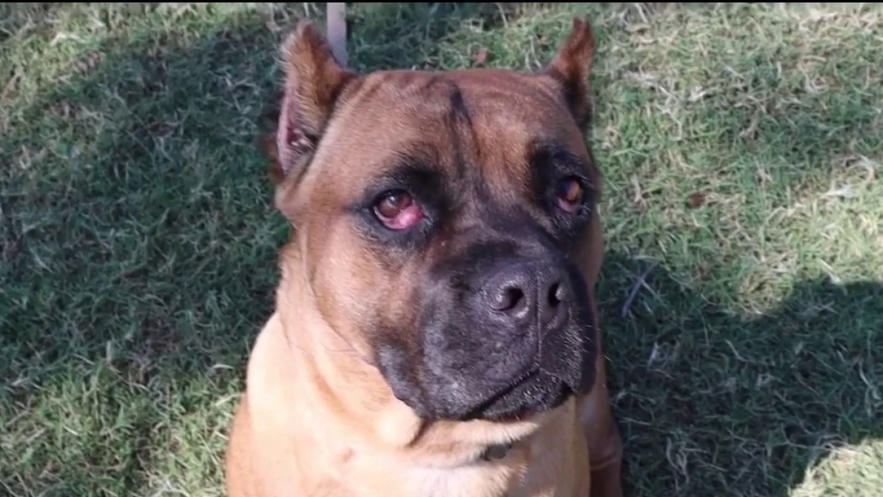 Pet of the Day: Meet Bubbles