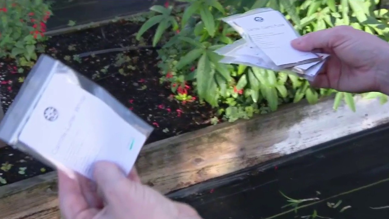 How to grow different colored carrots 