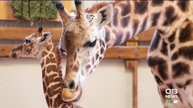 Giraffe gives birth at Seattle`s Woodland Park Zoo