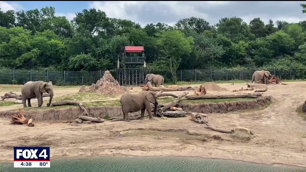 Dallas Zoo hopes city doesn't cut funding in next budget