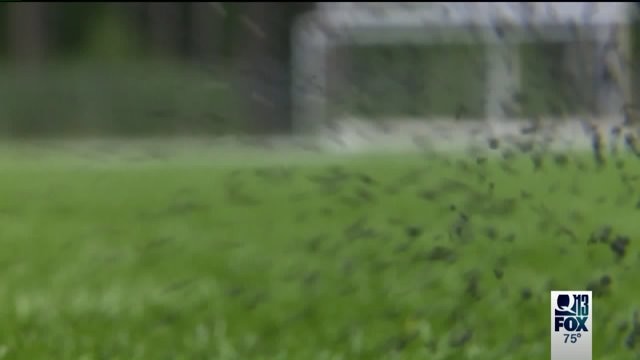 Edmonds turf concerns