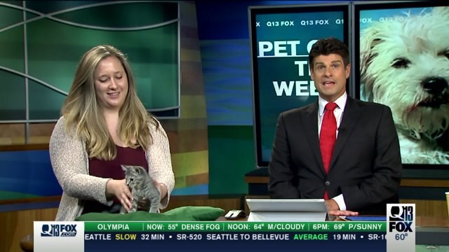 Pet of the Week: Seattle Humane Society