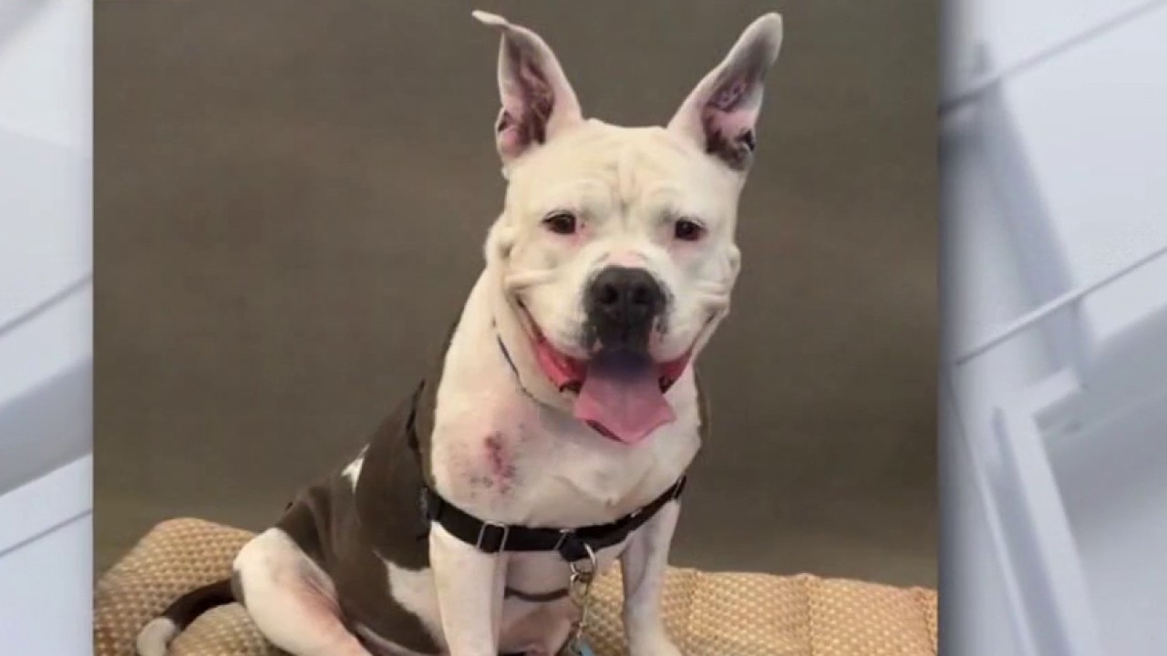 LuLu at Love-A-Bull
