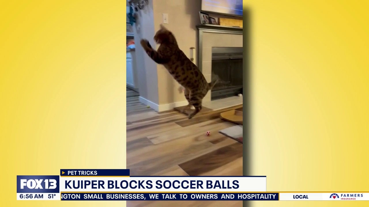 Good Day Pet Tricks for Wednesday, June 10