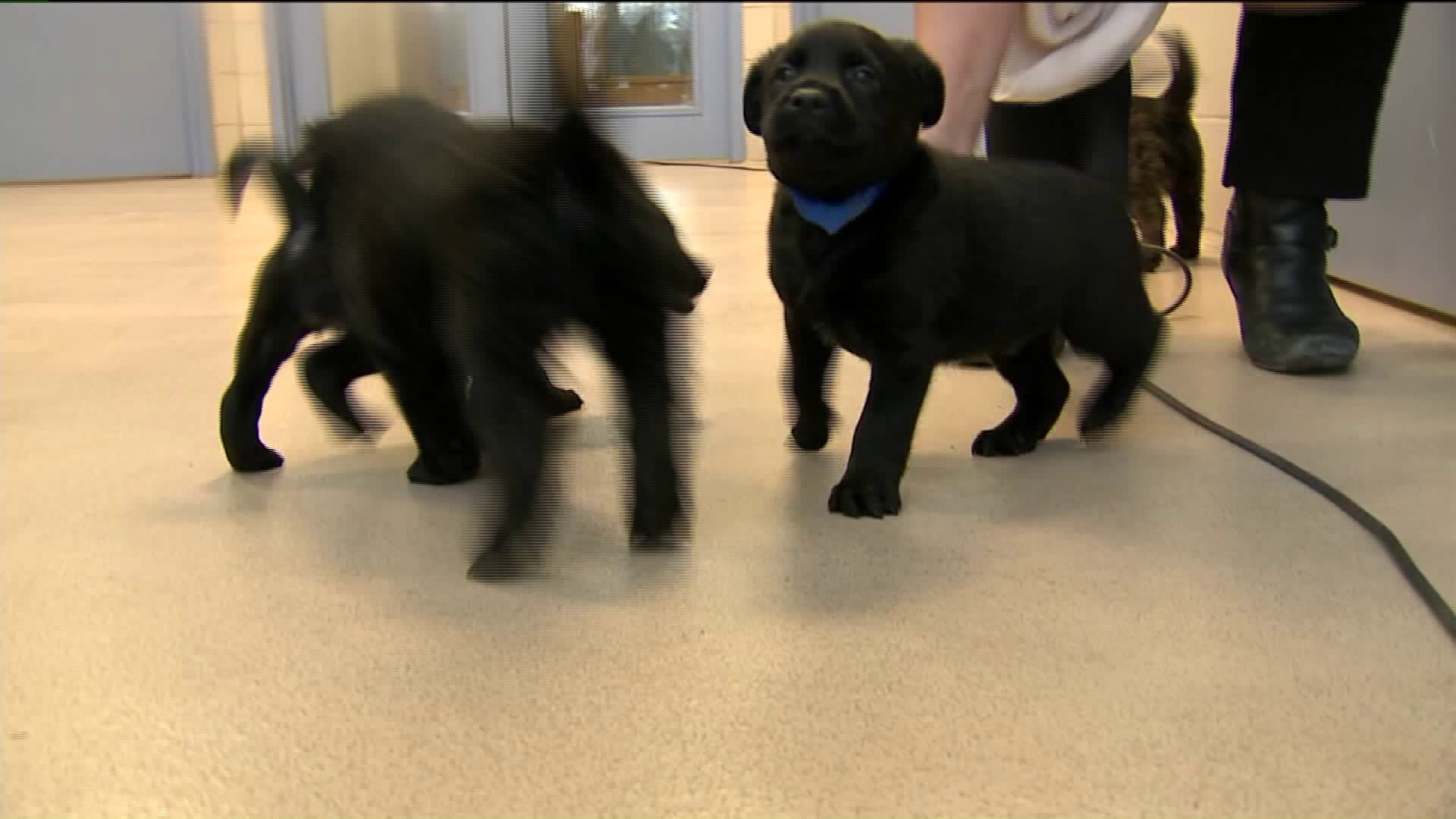 Kramp learns about the puppy adoption process at the Wisconsin Humane Society