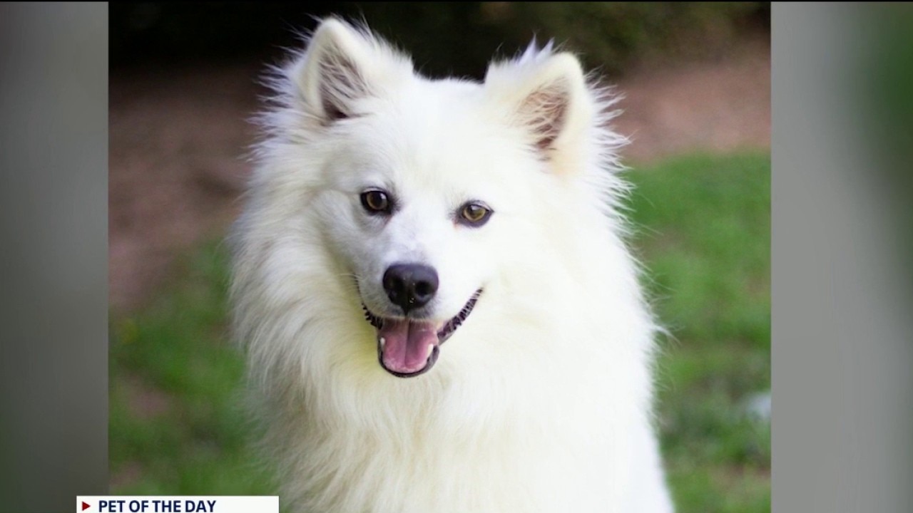 Pet of the day: Gable & Lady Grace
