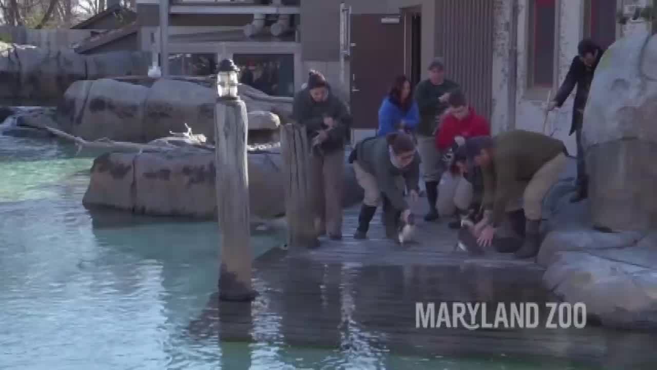 Penguins go for their first swim