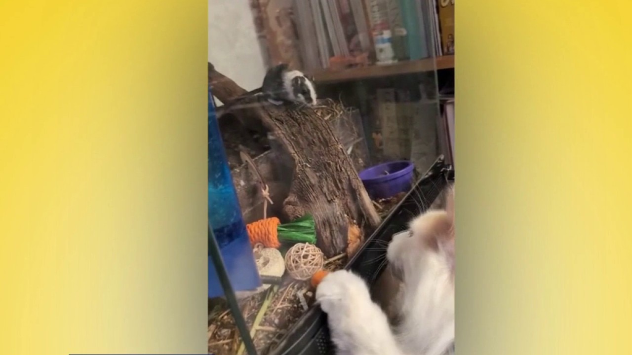 Good Day Pet Tricks, 10/13