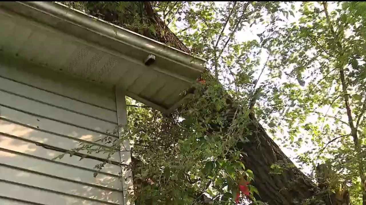 Grandmother struggles with fallen tree on Detroit home